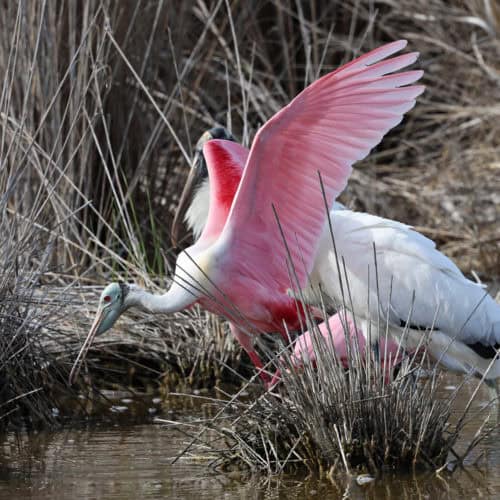 Roseatte Sponbill at JN Ding Darling National Wildlife Refuge