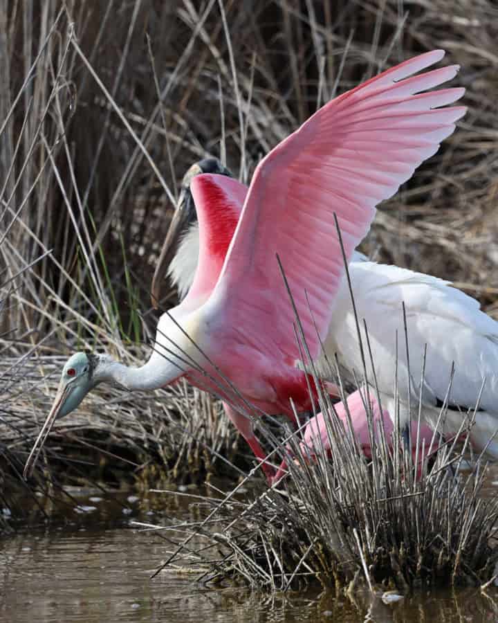 Roseatte Sponbill at JN Ding Darling National Wildlife Refuge