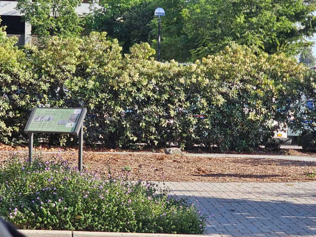 Sequoia legacy park with out the tree, interpretive panel, and bushes