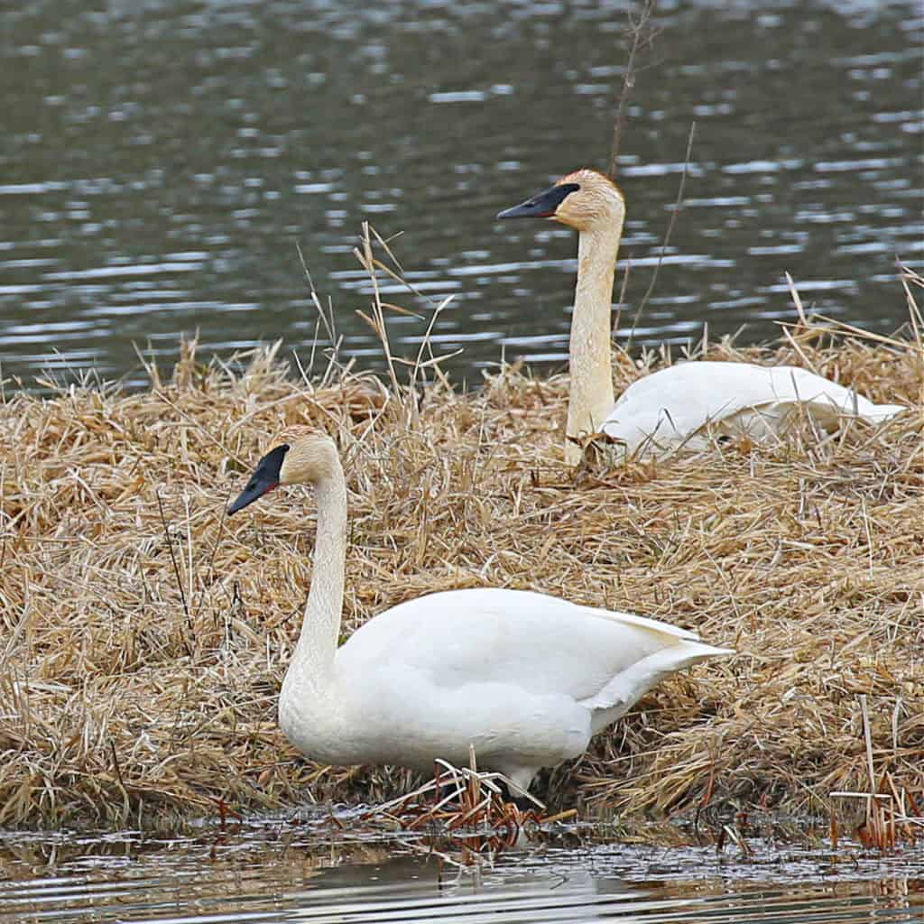 Two Tundra Swans at Turnbull National Wildlife REfuge in Cheney Washington