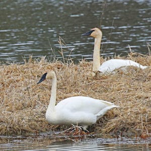 Two Tundra Swans at Turnbull National Wildlife REfuge in Cheney Washington