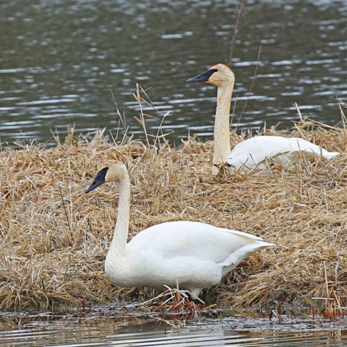 Two Tundra Swans at Turnbull National Wildlife REfuge in Cheney Washington