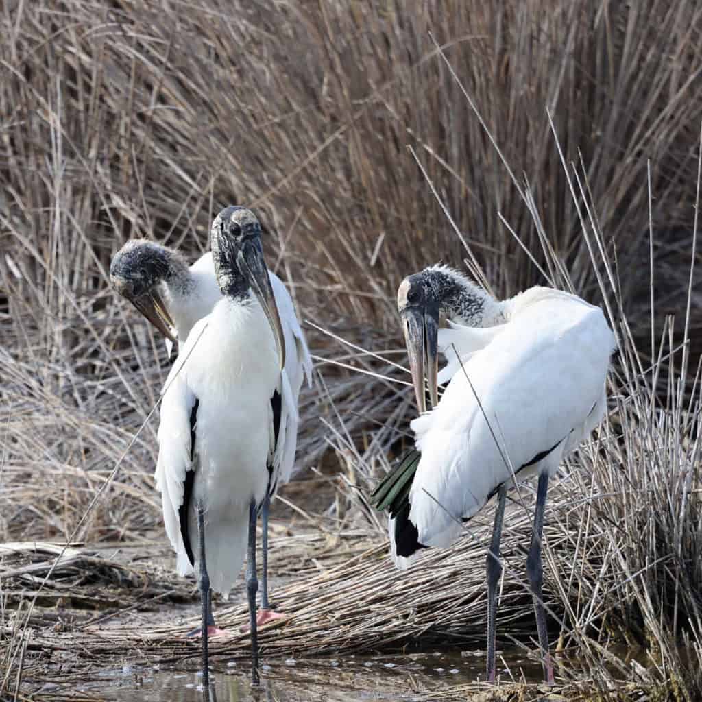Wood Storks at JN Ding Darling National Wildlife Refuge