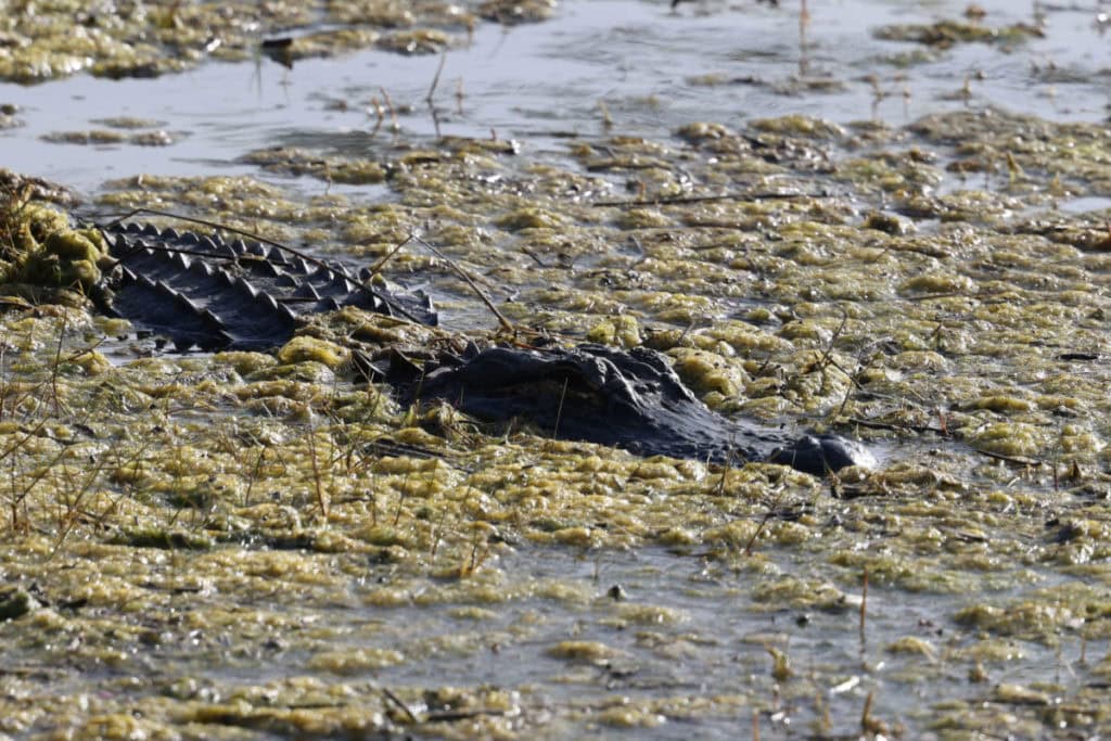 alligator in St Marks National Wildlife Refuge