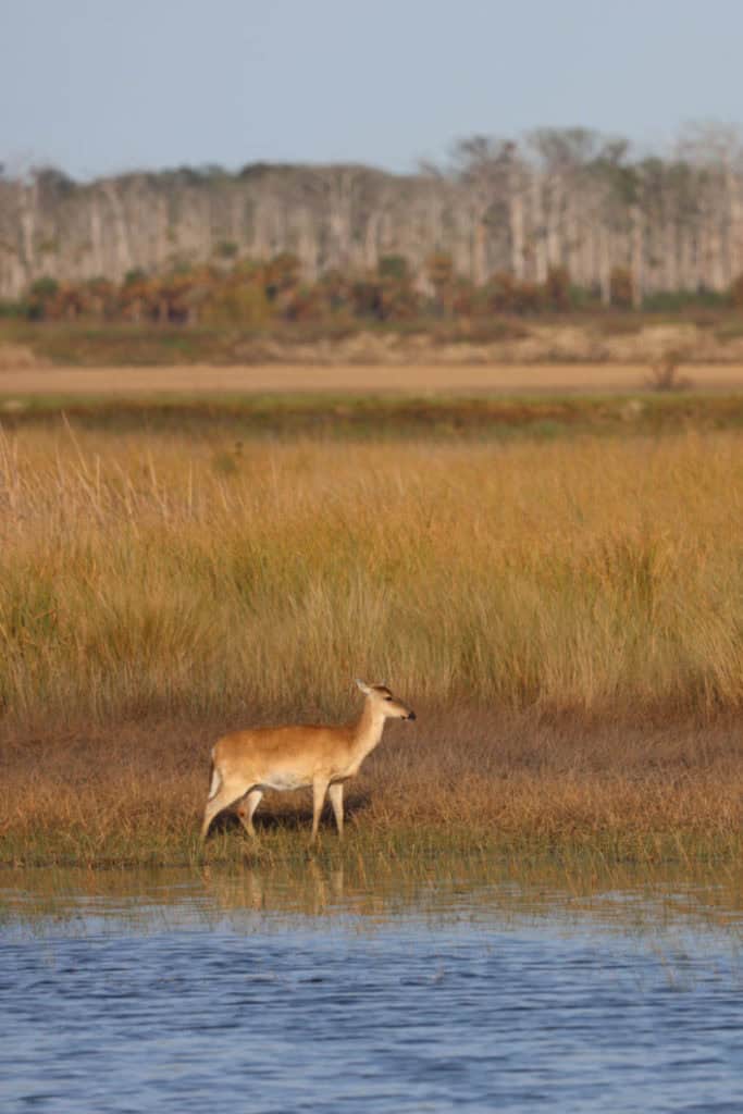 deer at St Marks National Wildlife Refuge