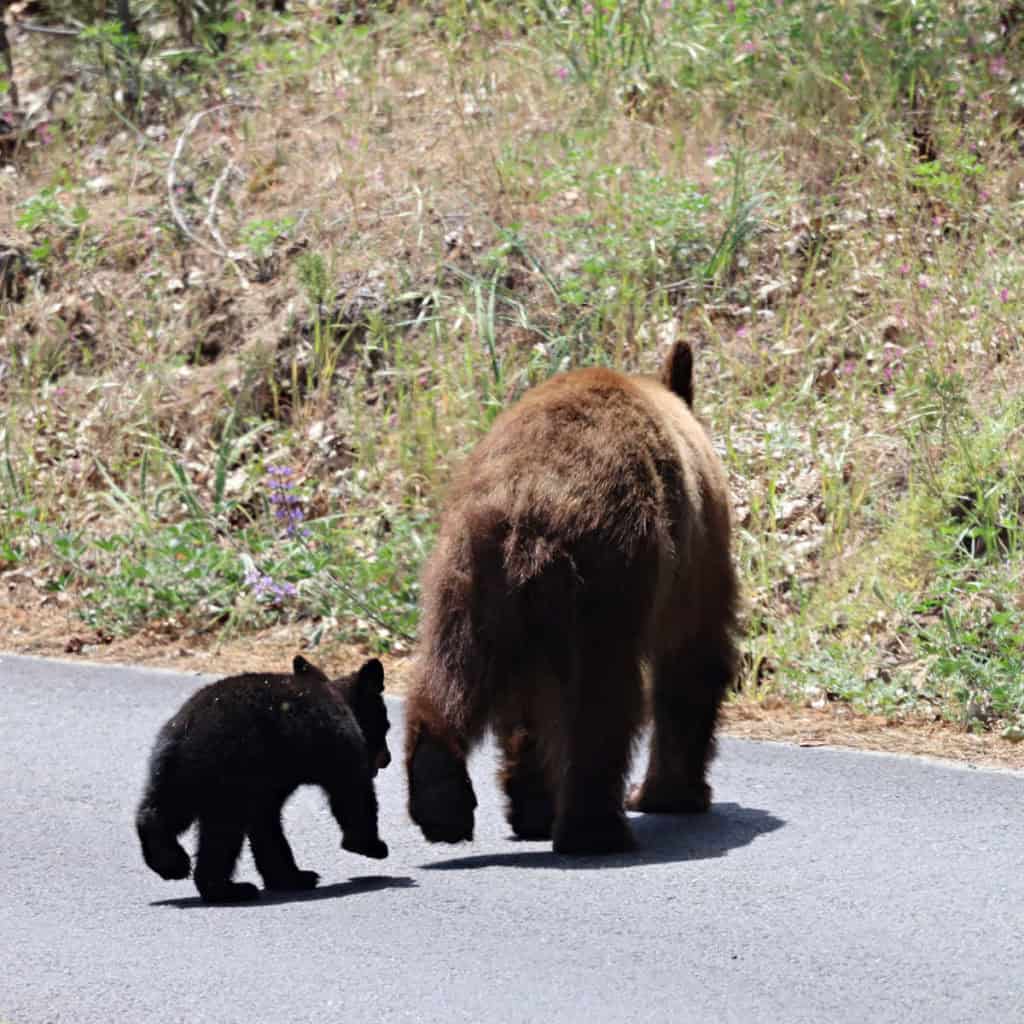 California Black Bears alsong Bass Lake on our California National Parks Road Trip