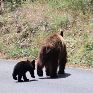 California Black Bears alsong Bass Lake on our California National Parks Road Trip