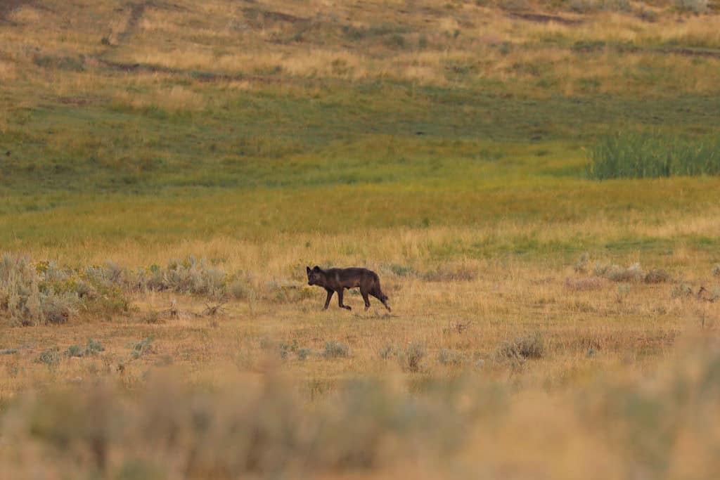 Wolf in Lamar Valley Yellowstone National Park USA