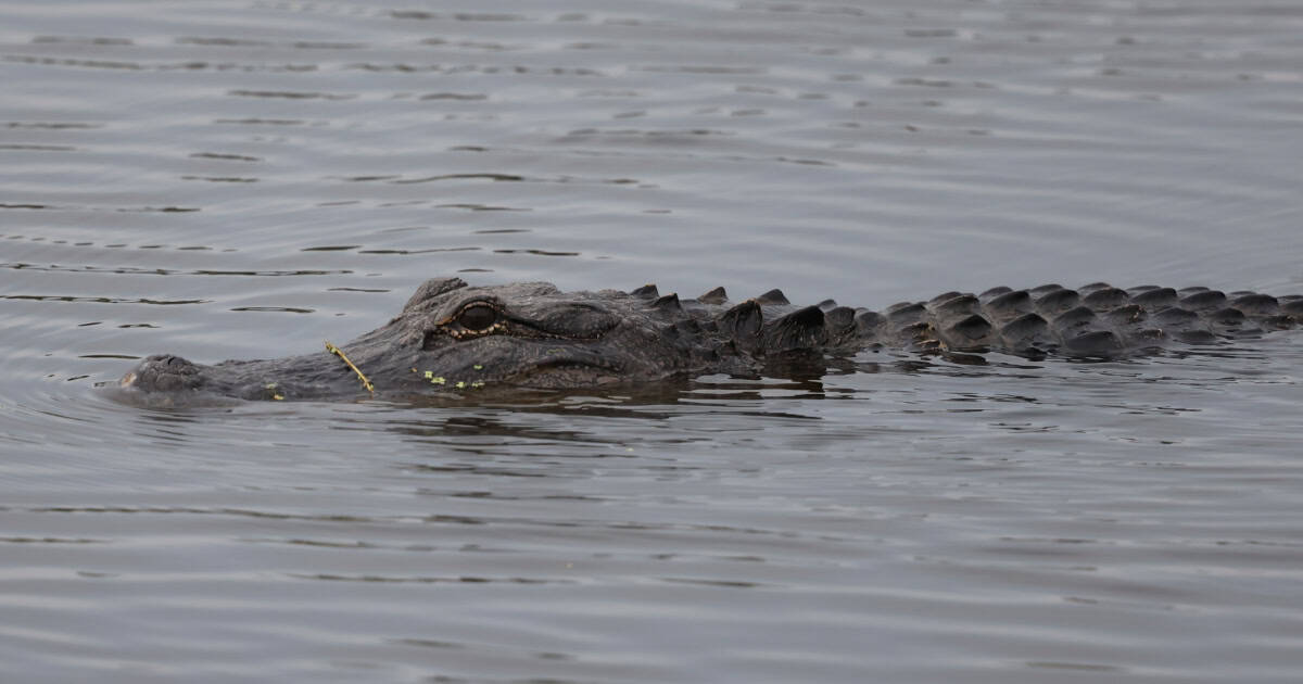 Bayou Sauvage Urban National Wildlife Refuge - Louisiana | Park Ranger John
