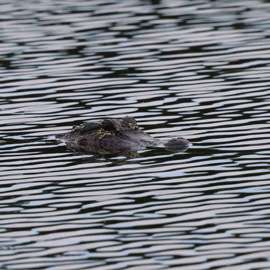 Alligator at Bayou Sauvage Urban NWR