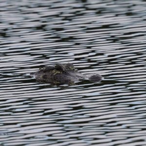 Alligator at Bayou Sauvage Urban NWR