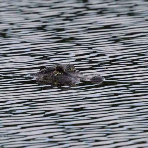 Alligator at Bayou Sauvage Urban NWR