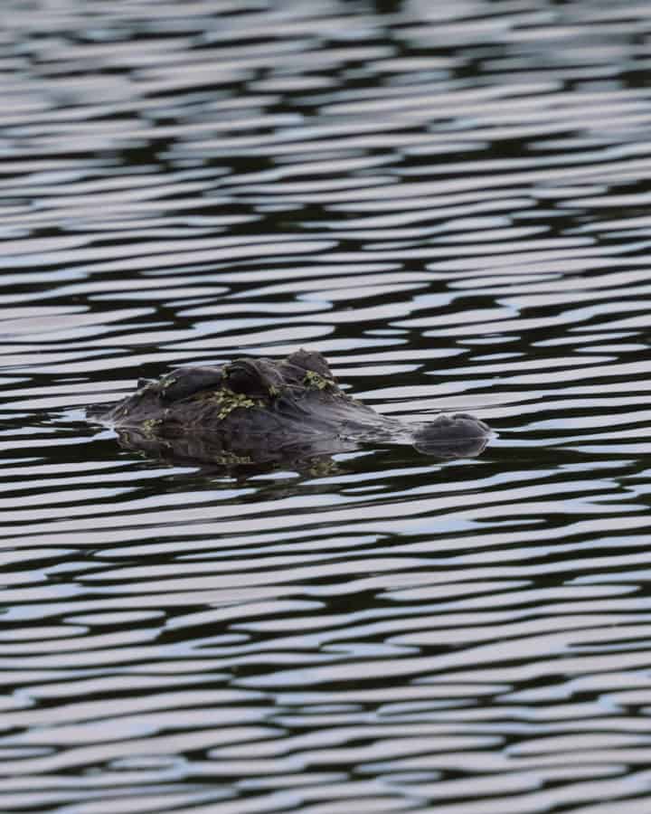 Alligator at Bayou Sauvage Urban NWR