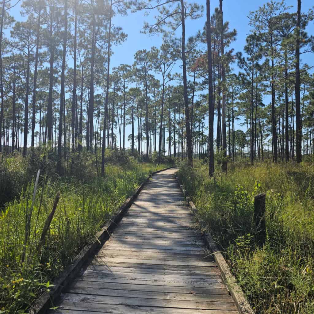 Boy Scout Road Boardwalk and Trail at Big Branch Marsh NWR