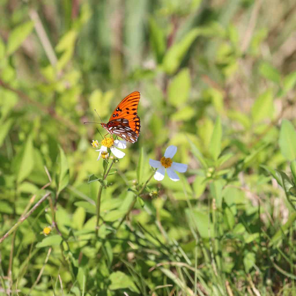 Gulf Fritllary Butterfly at Merritt Island National Wildlife Refuge in Florida