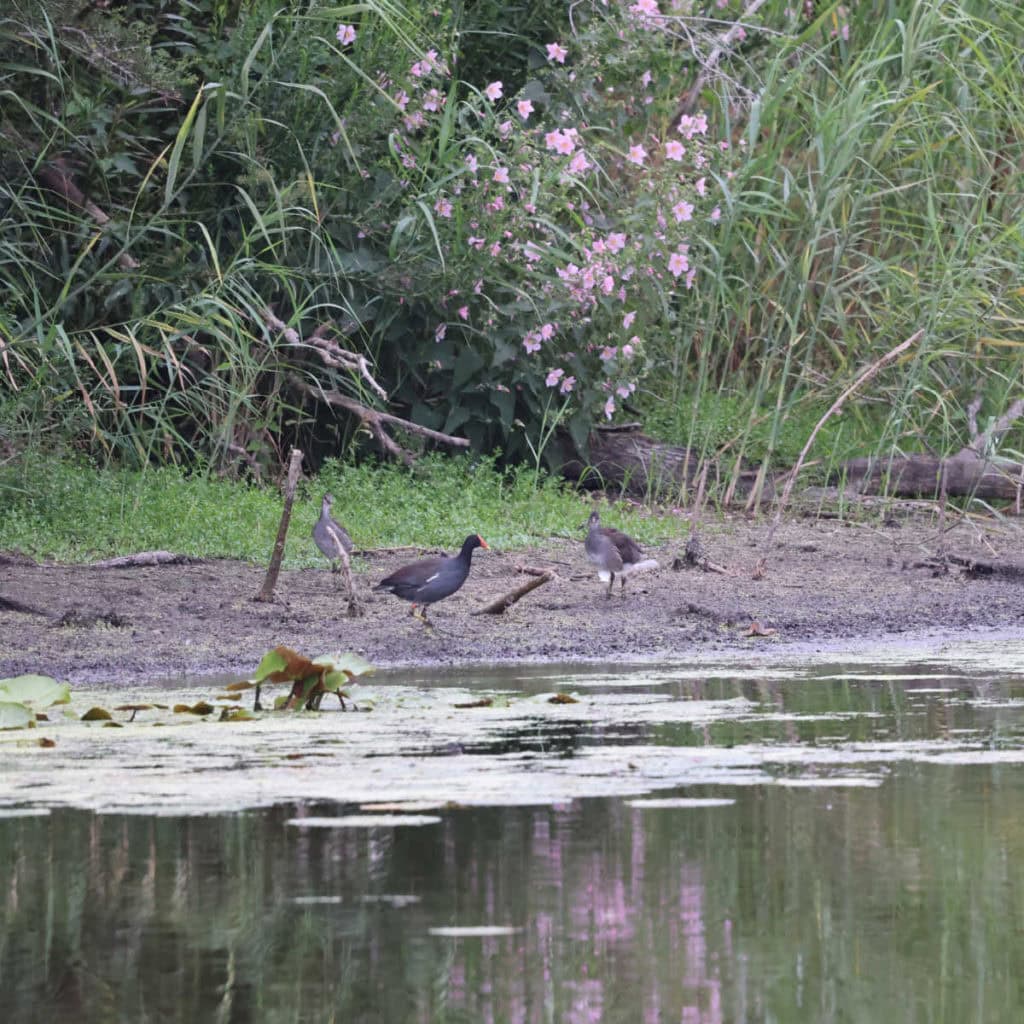 Common Gallinule at Bayou Sauvage NWR