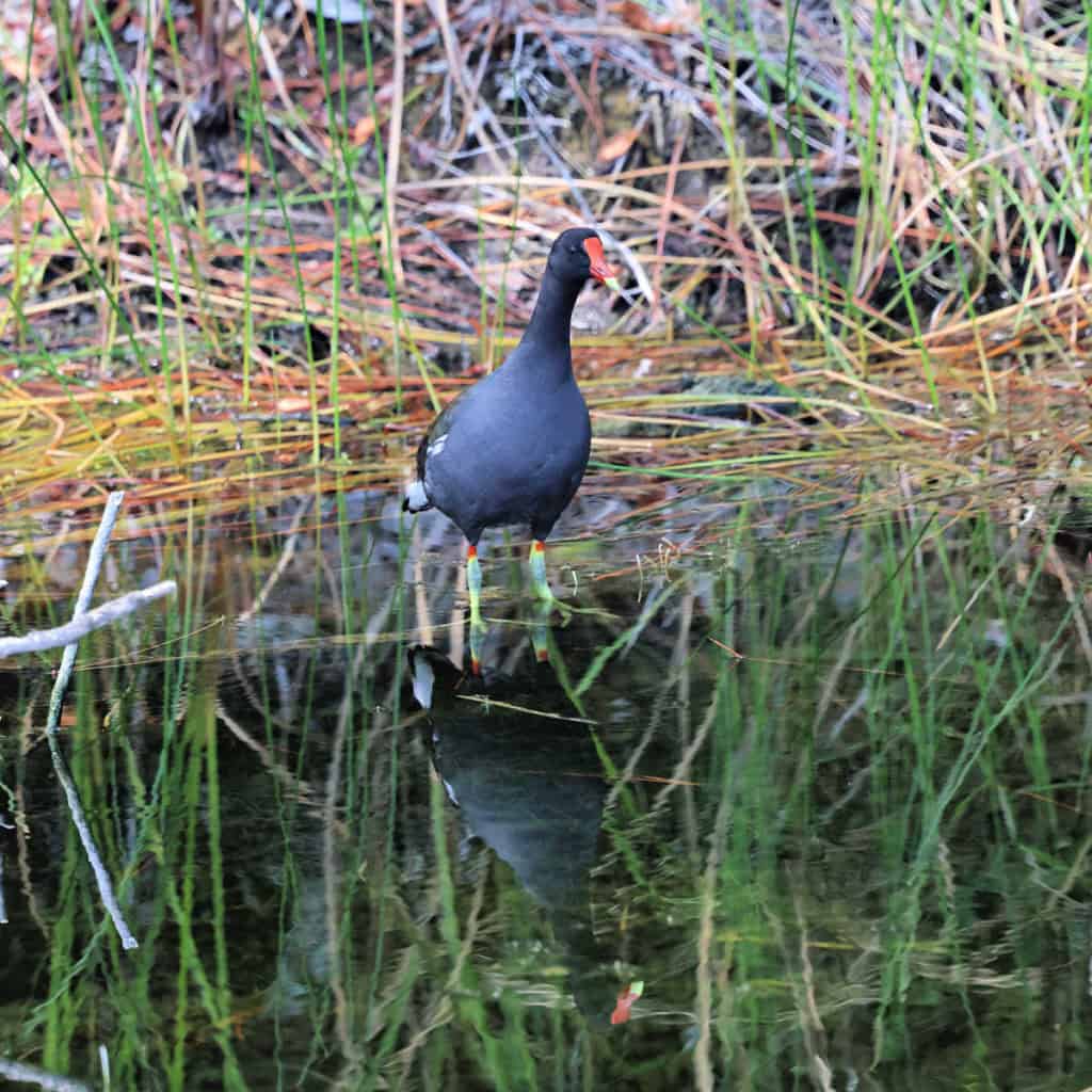 Common Gallinule at Merritt Island NWR