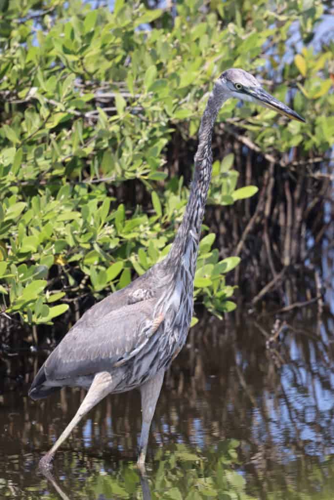Great Blue Heron at Merritt Island NWR