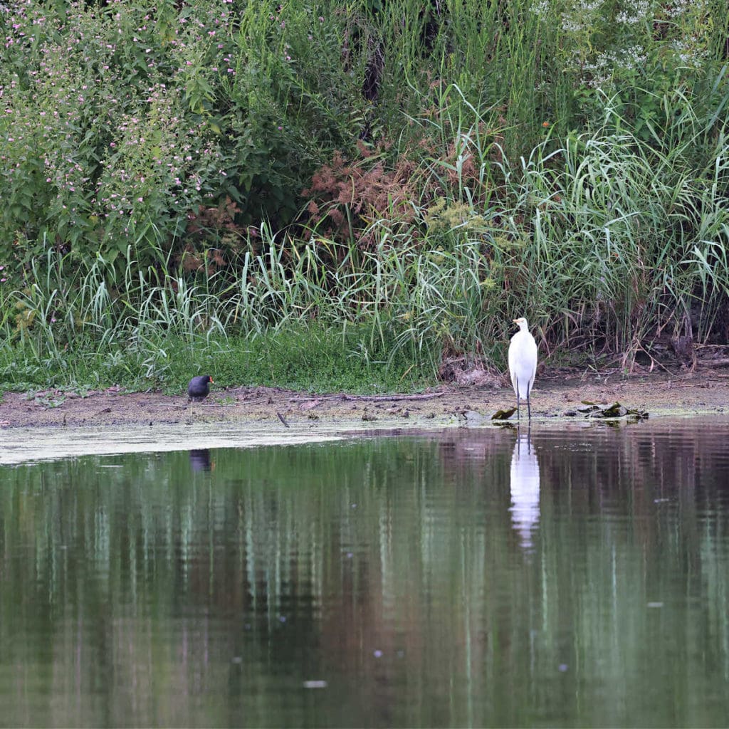 Great Egret at Bayou Sauvage NWR