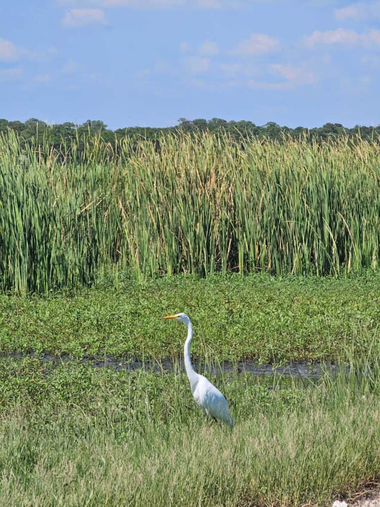 Great Egret at Big Branch Marsh NWR