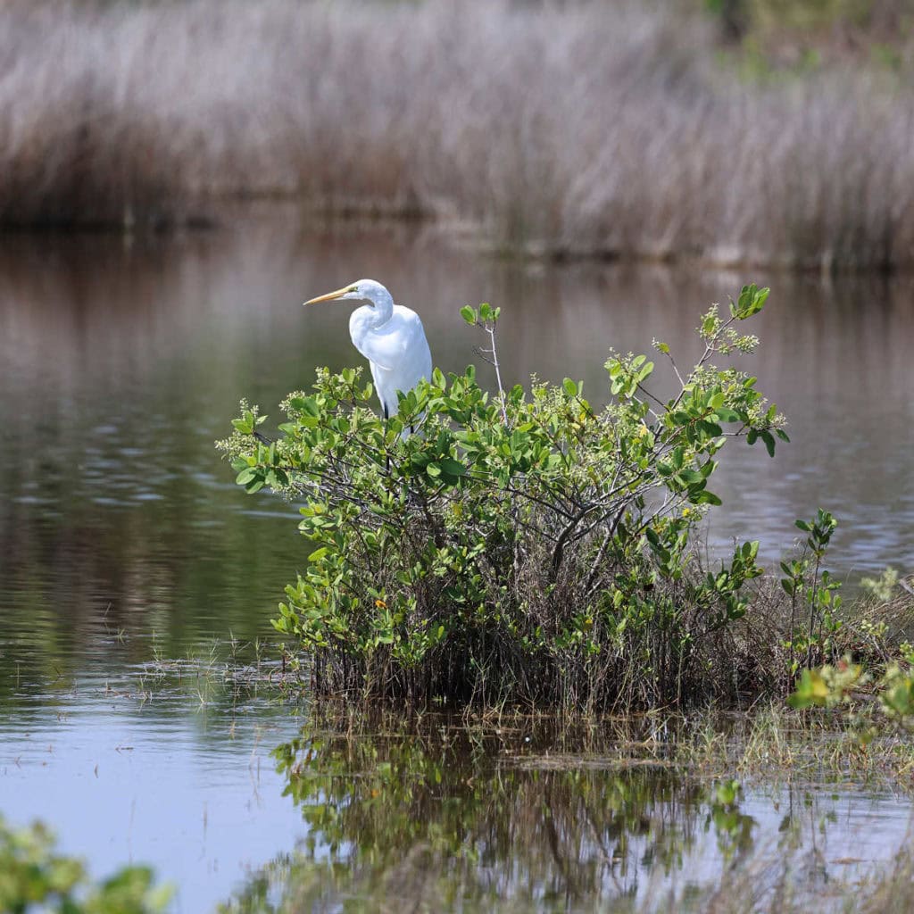 Great Egret at Merritt Island NWR