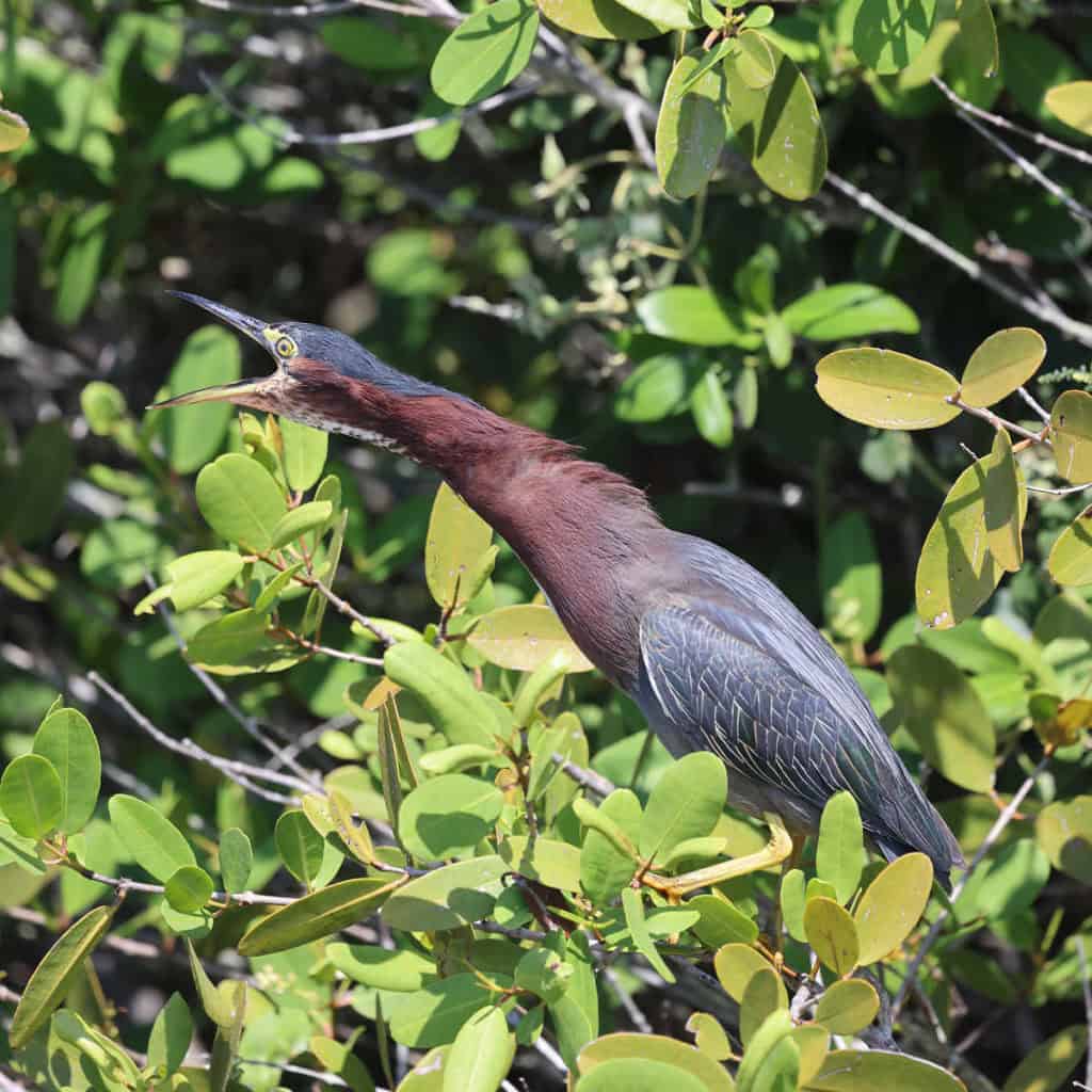 Green Heron with mouth open at Merritt Island NWR