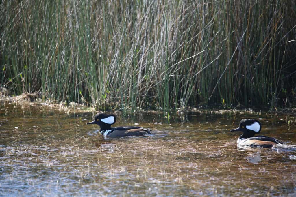 Hooded Mergansers at Merritt Island NWR