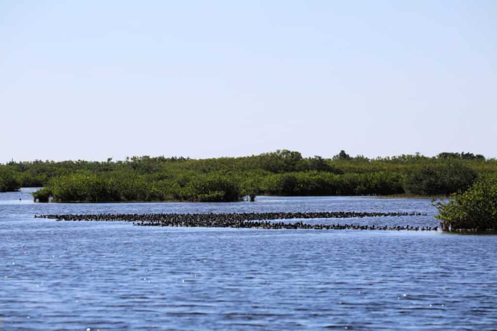 Marsh with hundreds of birds at Merritt Island NWR