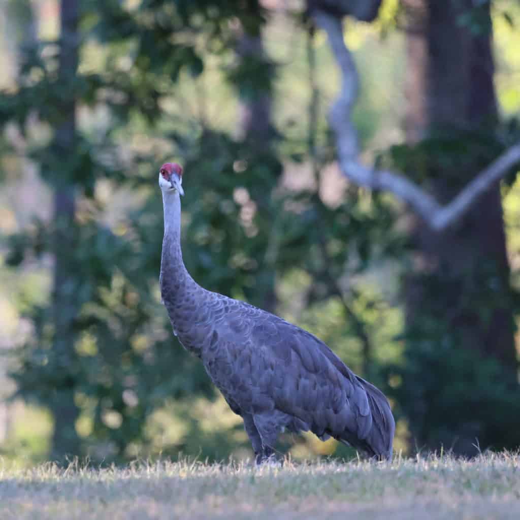 Mississippi Sandhill Crane at Mississippi Sandhill Crane NWR