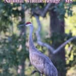 photo of a MississippiSandhill Crane with text "Mississippi Sandhill Crane National Wildlife Refuge by ParkRangerJohn.com"