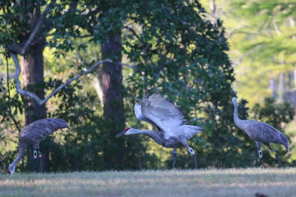Mississippi Sandhill Crane with wings out