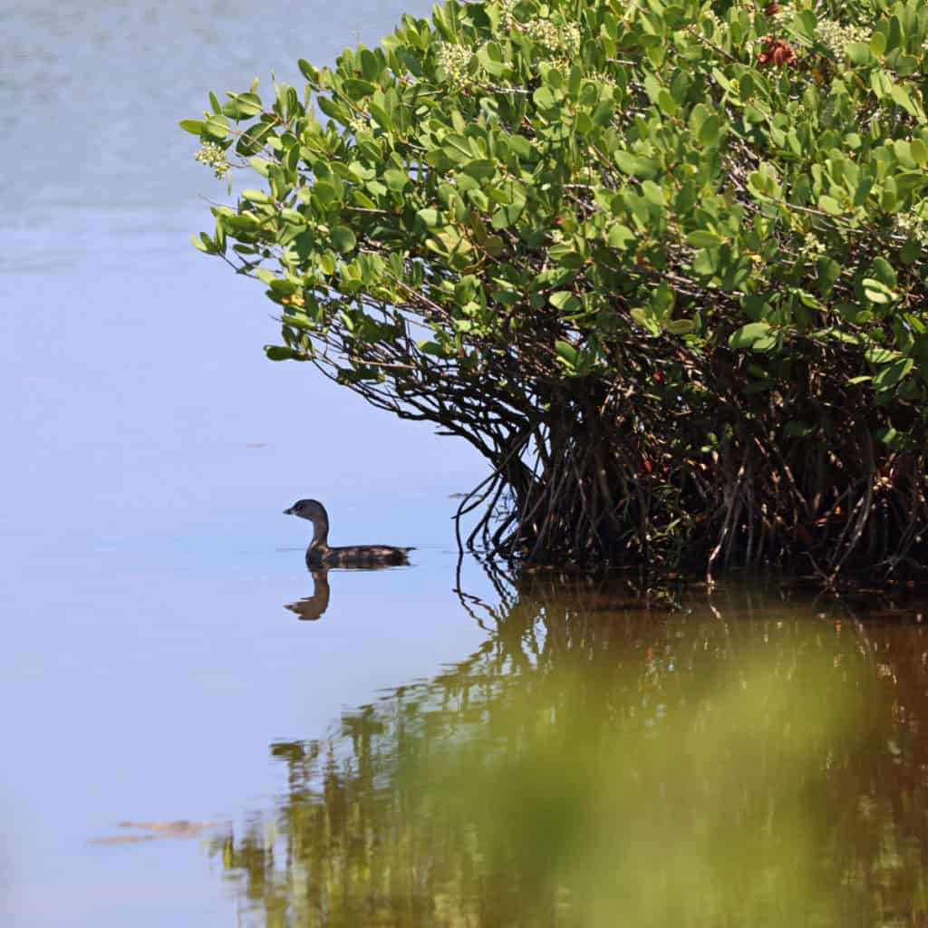 Pied-billed Grebe at Merritt Island NWR