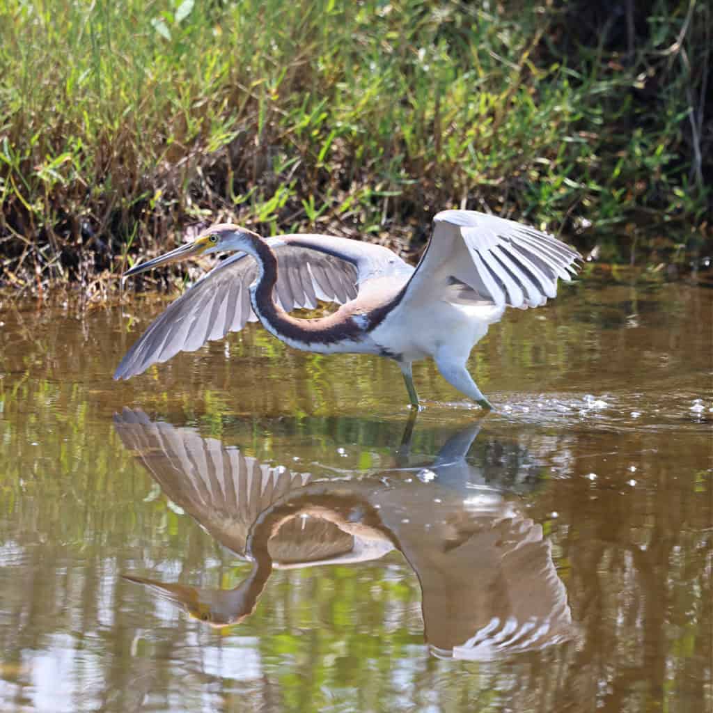 Reddish Egret at Merritt Island NWR