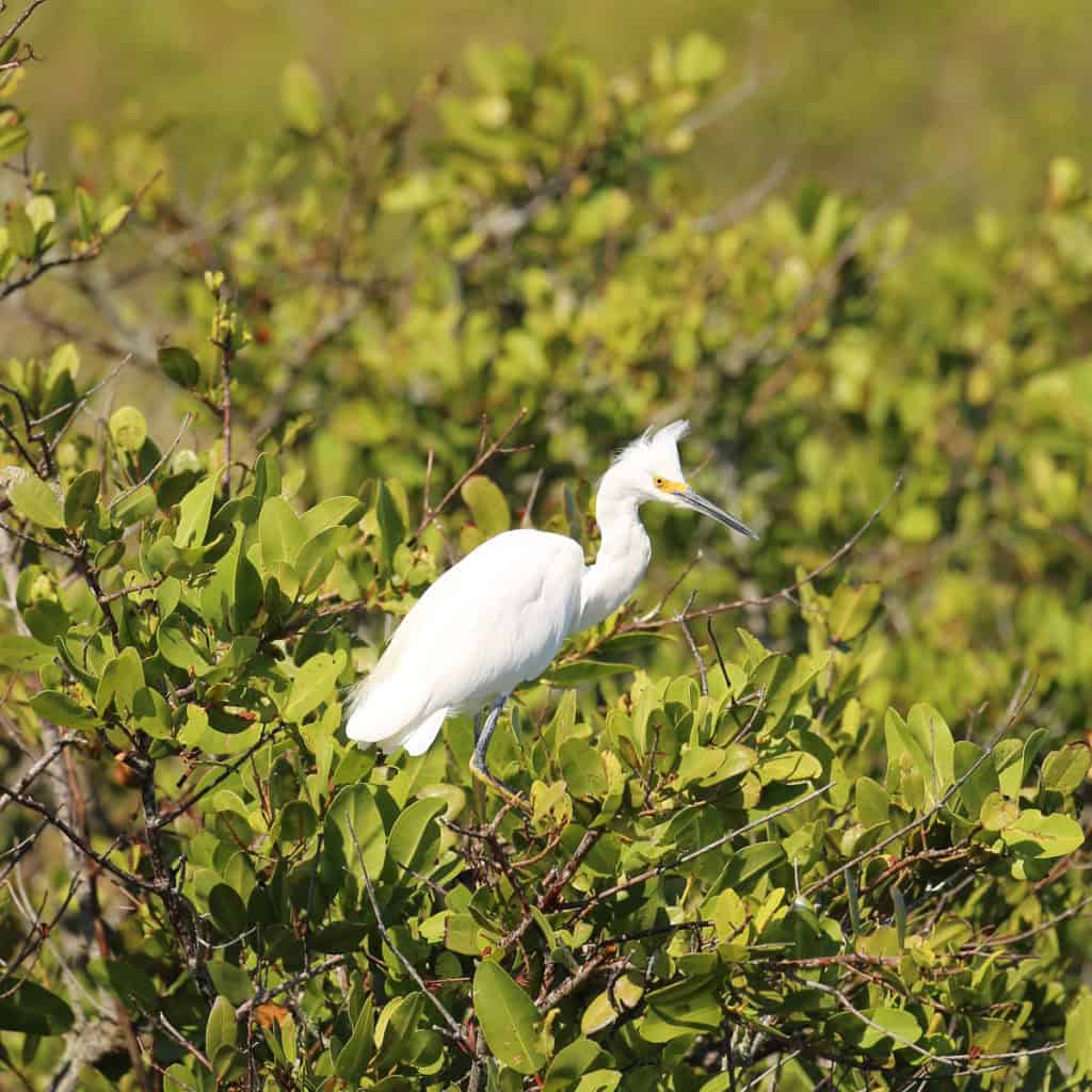 Snowy Egret at Merritt Island NWR