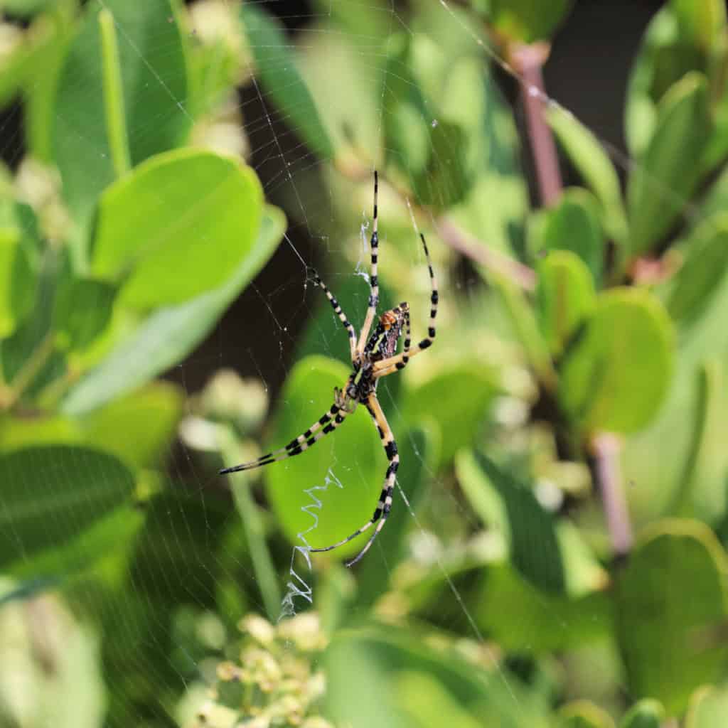 Common Garden Spider in Merritt Island National Wildlife Refufe Florida