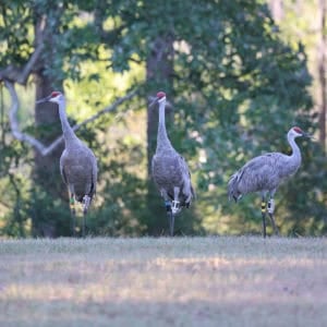 Three Mississippi Sandhill Cranes