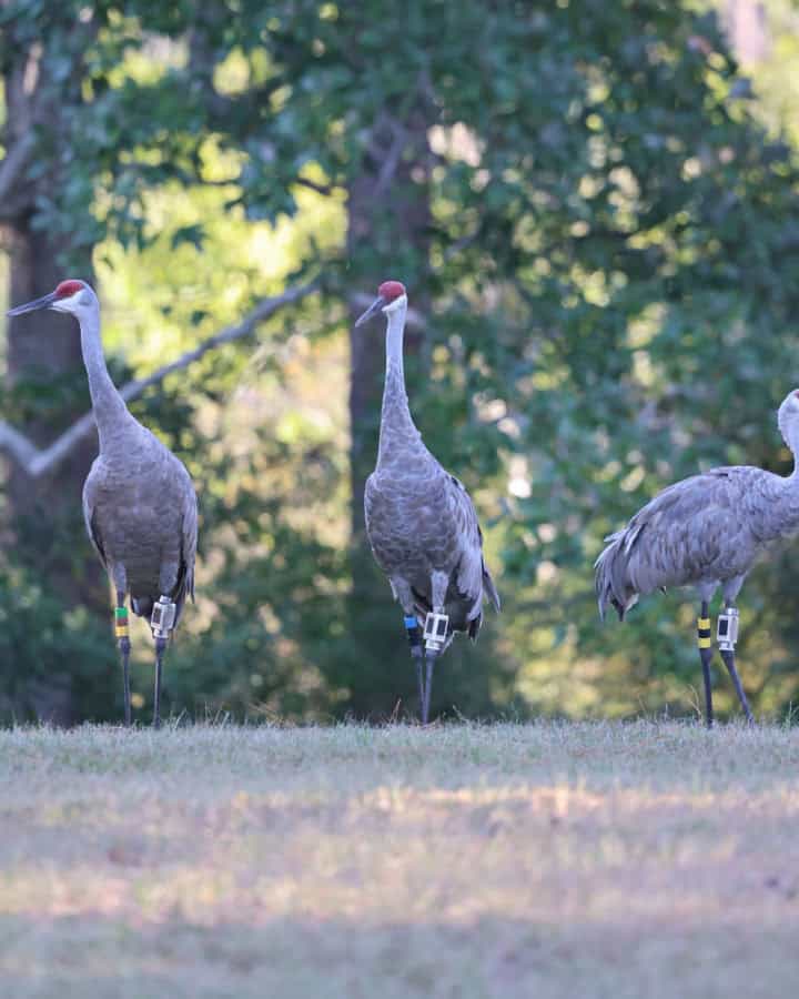 Three Mississippi Sandhill Cranes