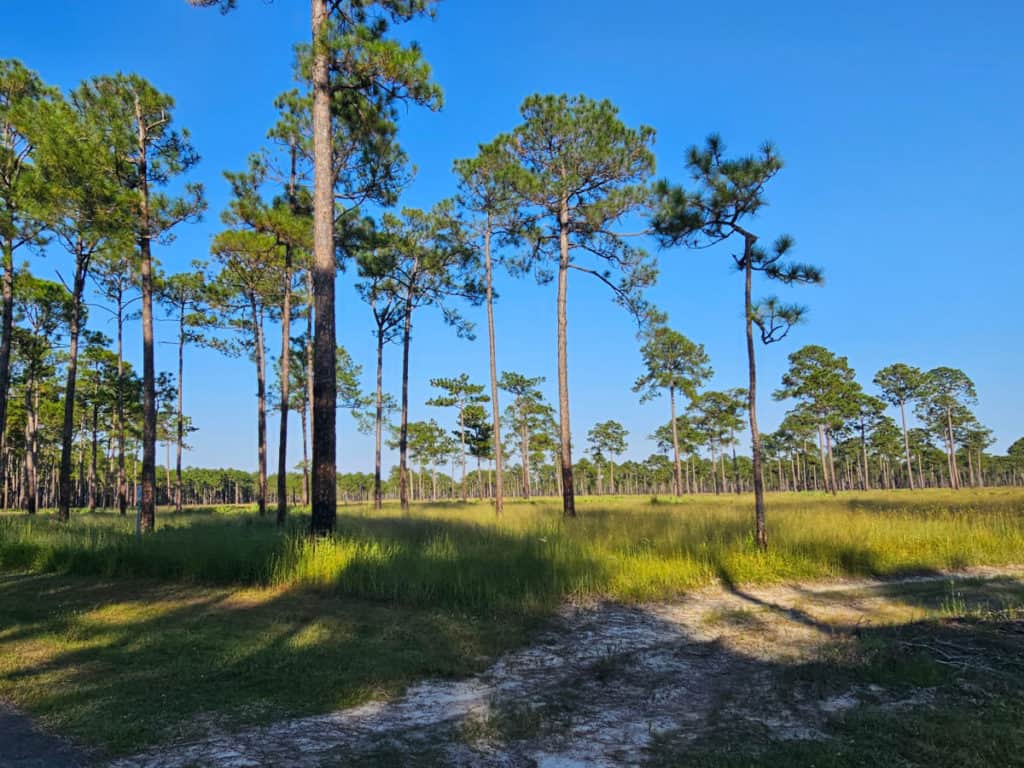 Wet Pine Savanna in Mississippi Sandhill Crane NWR