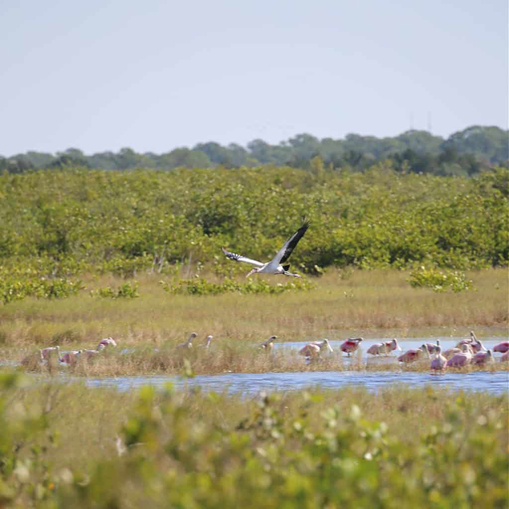 Wood Stork at Merritt Island NWR