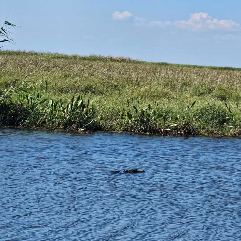 alligator along Lake Road in Big Branch Marsh NWR