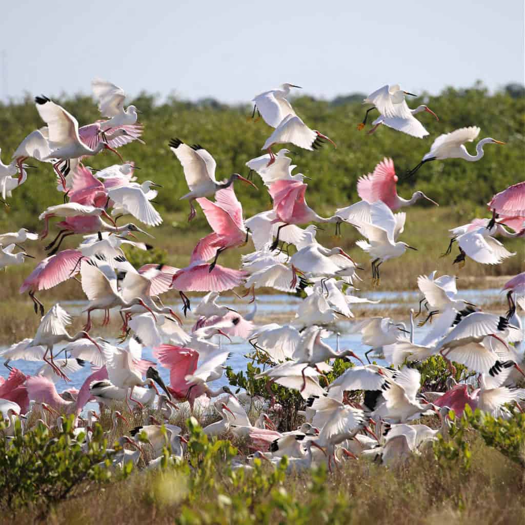 birds taking flight at Merritt Island National Wildlife Refuge