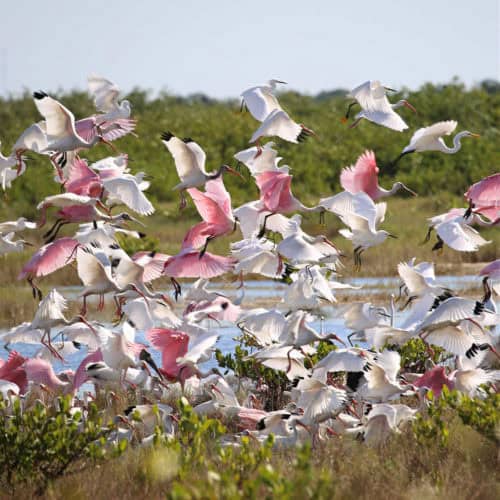 birds taking flight at Merritt Island National Wildlife Refuge