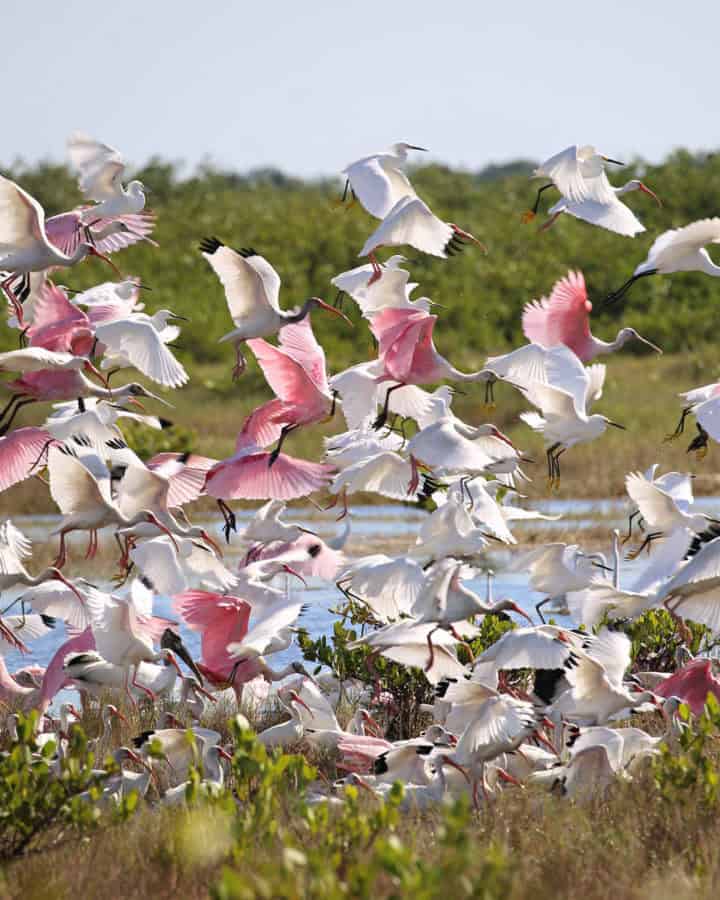birds taking flight at Merritt Island National Wildlife Refuge