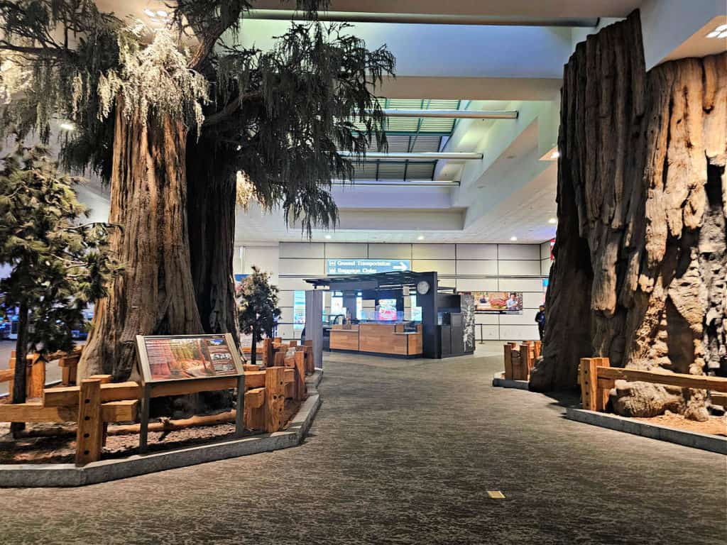 Sequoia Trees in the Fresno Airport