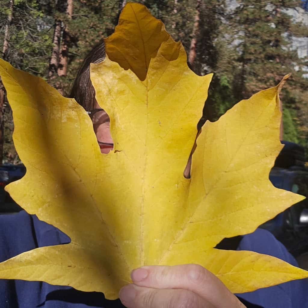 Giant fall leaf in front of Tammilee