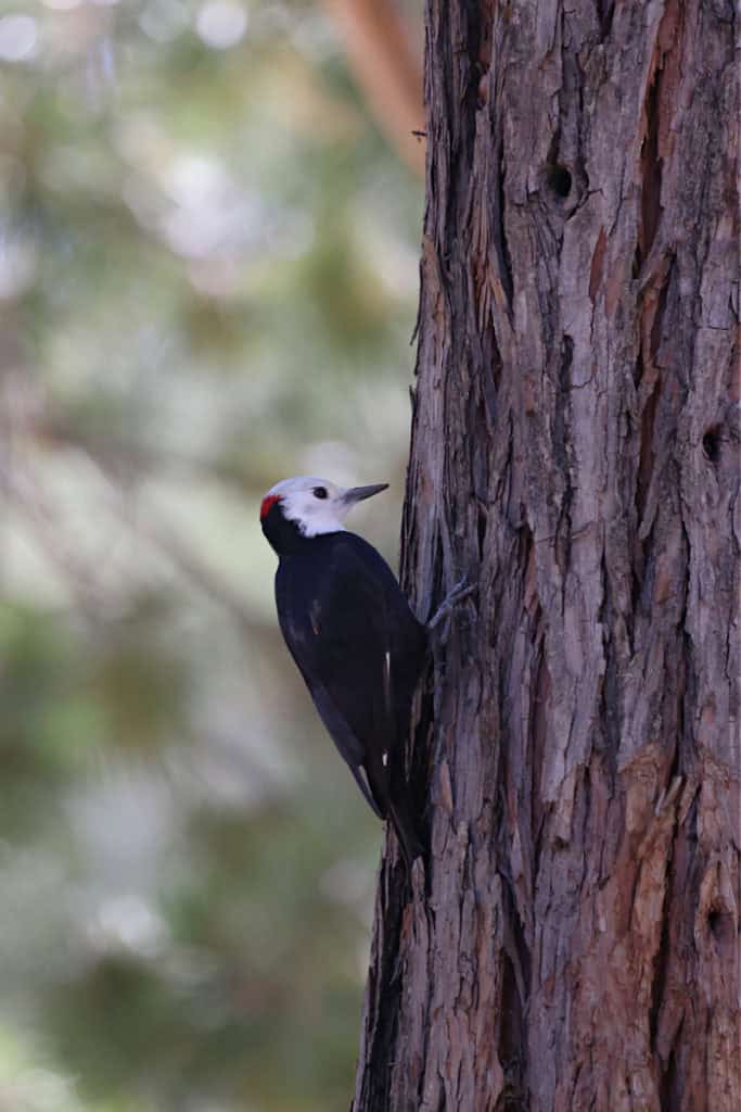 White-headed Woodpecker in Yosemite