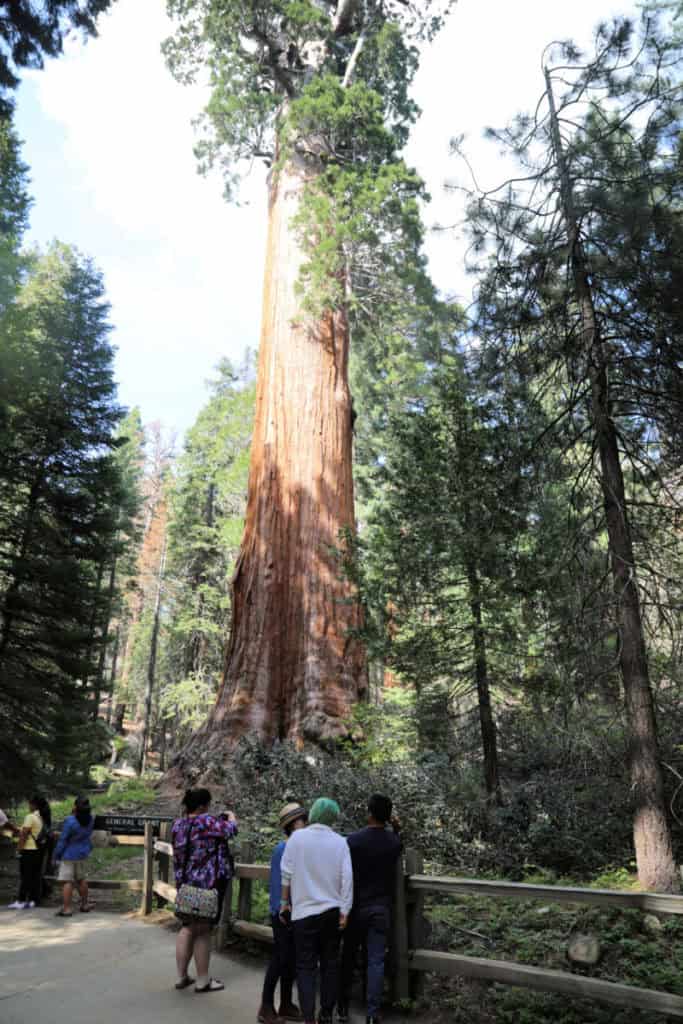 General Grant Tree in Kings Canyon National Park