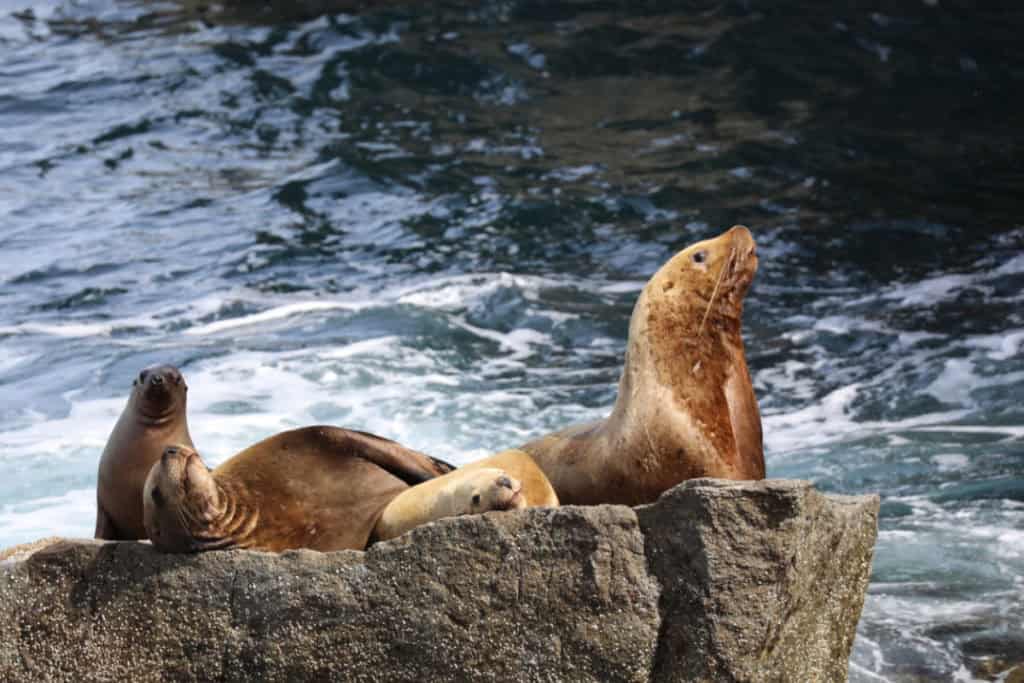 Steller Sea Lions at Kenai Fjords National Park