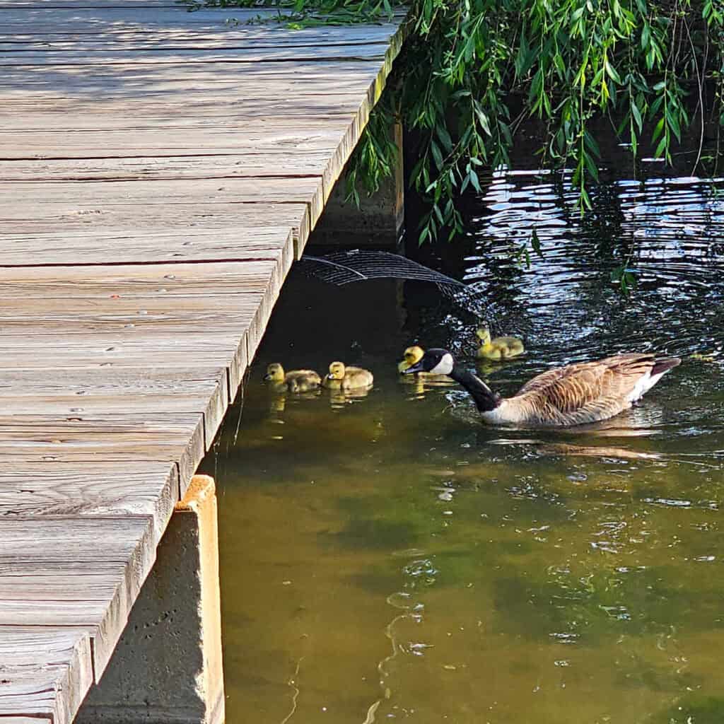 Canada Geese at Constitution Gardens