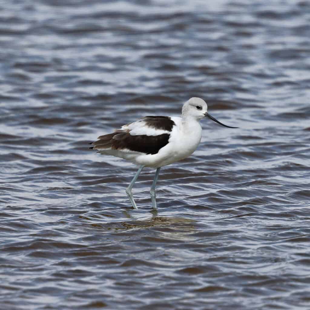 American Avocet at Quivira NWR